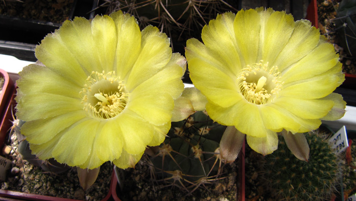 Echinopsis glaucina (syn. Acanthocalycium glaucum)